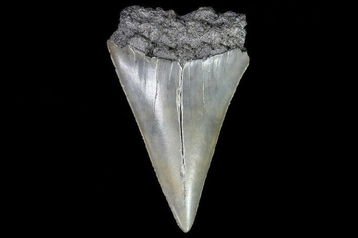 Fossil Mako Shark Tooth - Georgia #75028